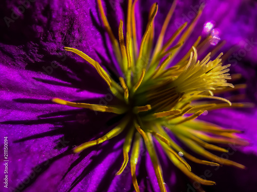 Macro shot of pistil and stamen from a purple flower