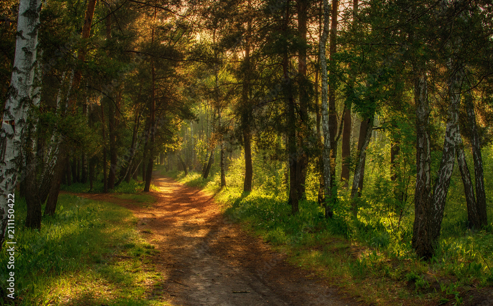 Obraz premium Walk in the forest. Morning. Sun rays. Landscape.