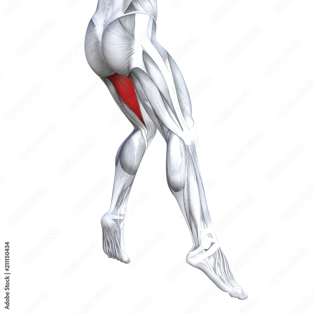 Concept conceptual 3D illustration fit strong back upper leg human anatomy, anatomical muscle isolated white background for body medical health tendon foot and biological gym fitness muscular system Concept conceptual 3D illustration fit strong back upper leg human anatomy, anatomical muscle isolated white background for body medical health tendon foot and biological gym fitness muscular system