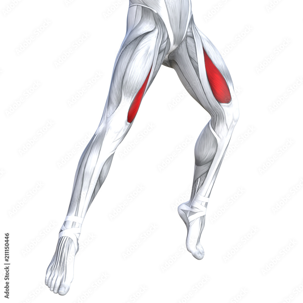 Concept conceptual 3D illustration fit strong front upper leg human anatomy, anatomical muscle isolated white background for body medical health tendon foot and biological gym fitness muscular system Concept conceptual 3D illustration fit strong front upper leg human anatomy, anatomical muscle isolated white background for body medical health tendon foot and biological gym fitness muscular system