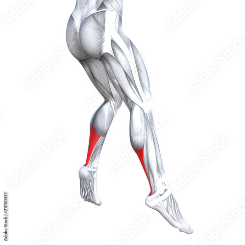 Concept conceptual 3D illustration fit strong back lower leg human anatomy, anatomical muscle isolated white background for body medical health tendon foot and biological gym fitness muscular system © high_resolution