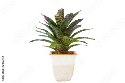 Fotografija Ornamental plant