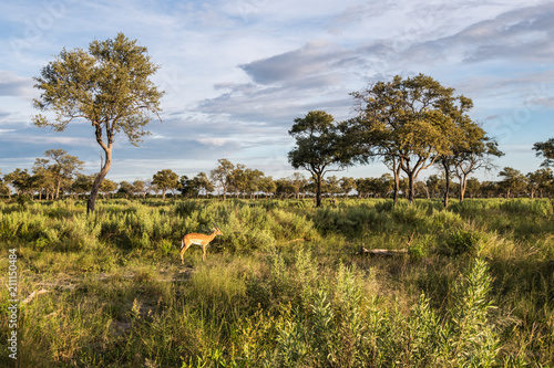 Botswana landscape view of trees and sky ready to rain at Kalahari desert, southern Africa.
