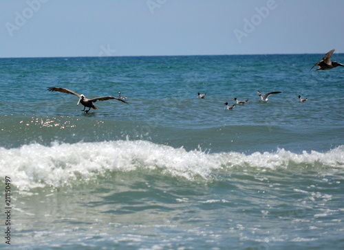 Pelican and seagulls