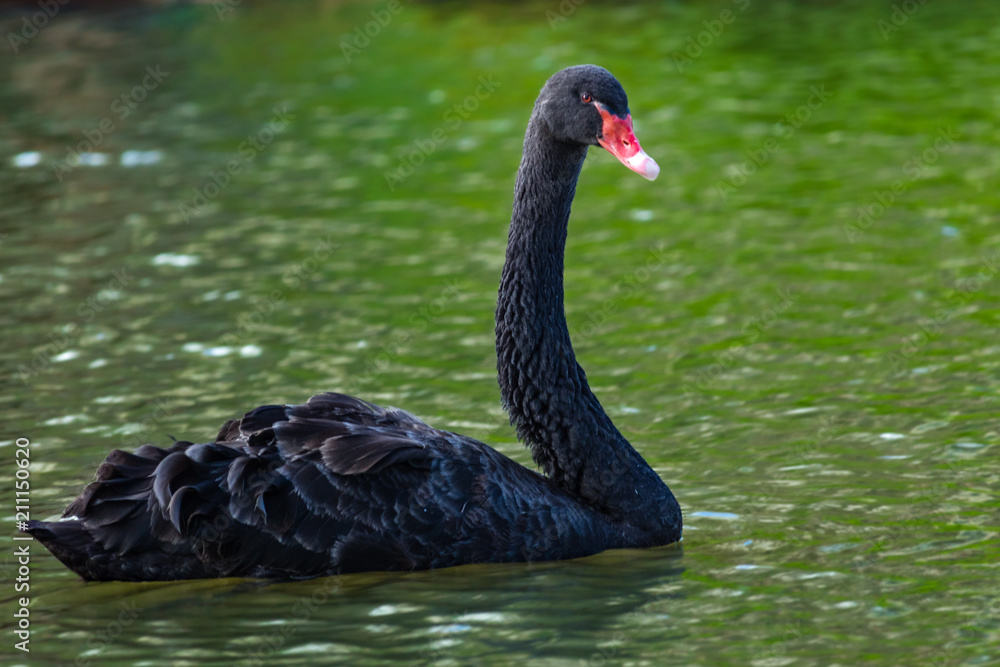 Fototapeta premium cisne