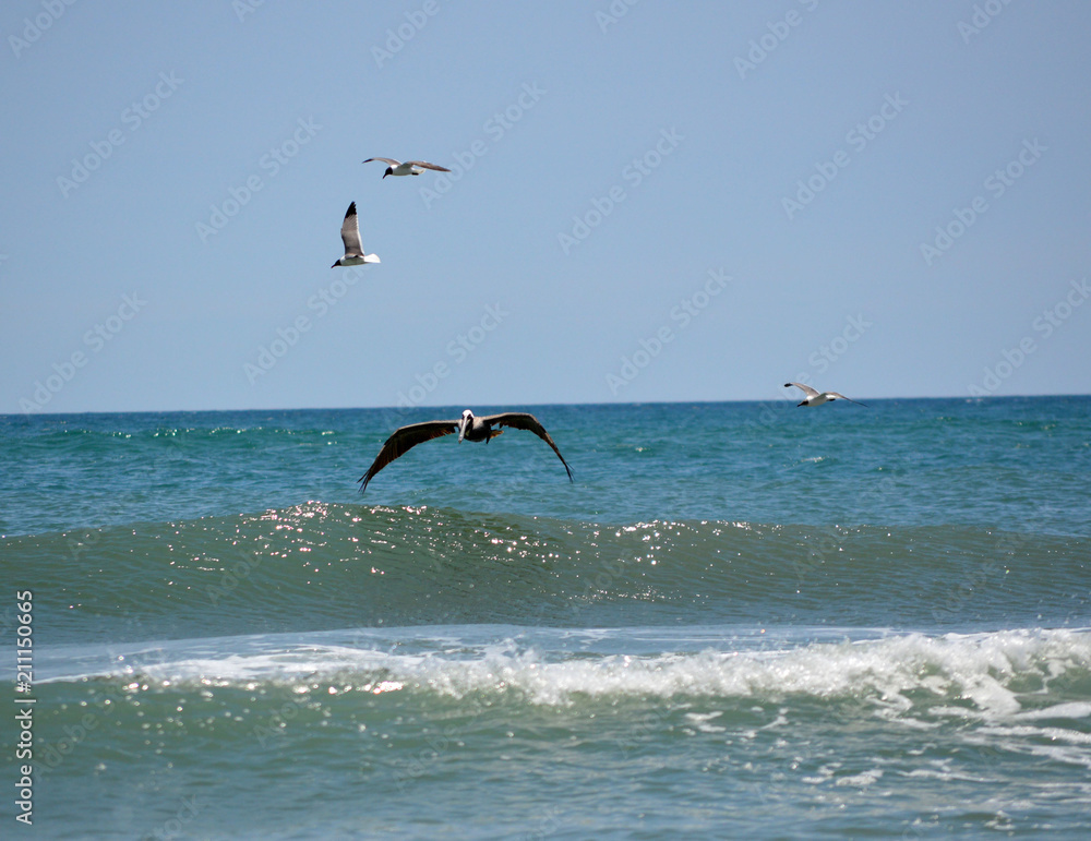 Pelican and seagulls