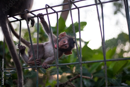 baby monkey has fun © Denys