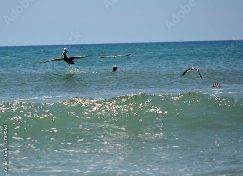 Pelican and seagulls