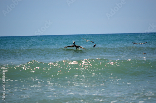 Pelican and seagulls