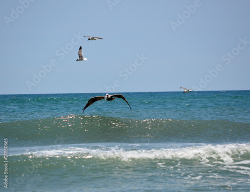 Pelican and seagulls
