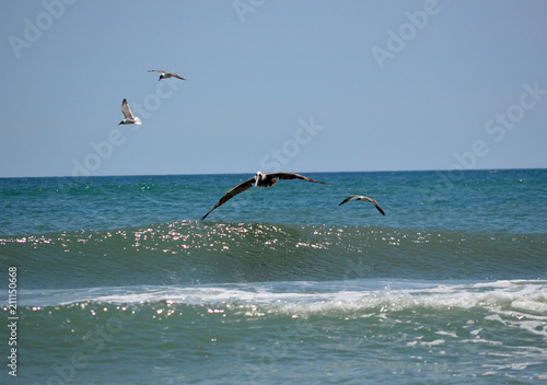 Pelican and seagulls