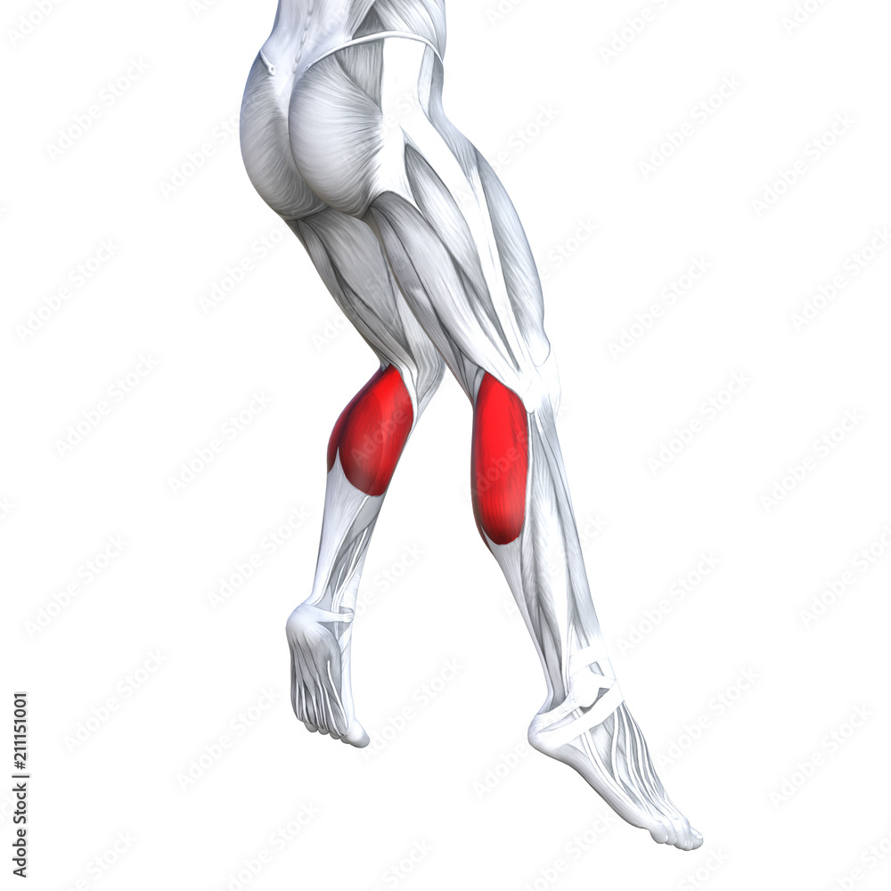 Concept conceptual 3D illustration fit strong back lower leg human anatomy, anatomical muscle isolated white background for body medical health tendon foot and biological gym fitness muscular system Concept conceptual 3D illustration fit strong back lower leg human anatomy, anatomical muscle isolated white background for body medical health tendon foot and biological gym fitness muscular system