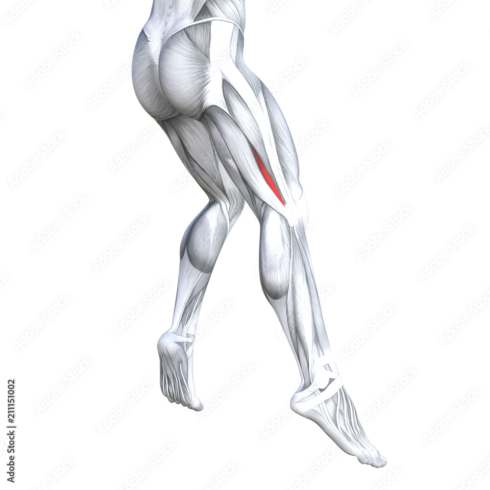 Concept conceptual 3D illustration fit strong back upper leg human anatomy, anatomical muscle isolated white background for body medical health tendon foot and biological gym fitness muscular system Concept conceptual 3D illustration fit strong back upper leg human anatomy, anatomical muscle isolated white background for body medical health tendon foot and biological gym fitness muscular system