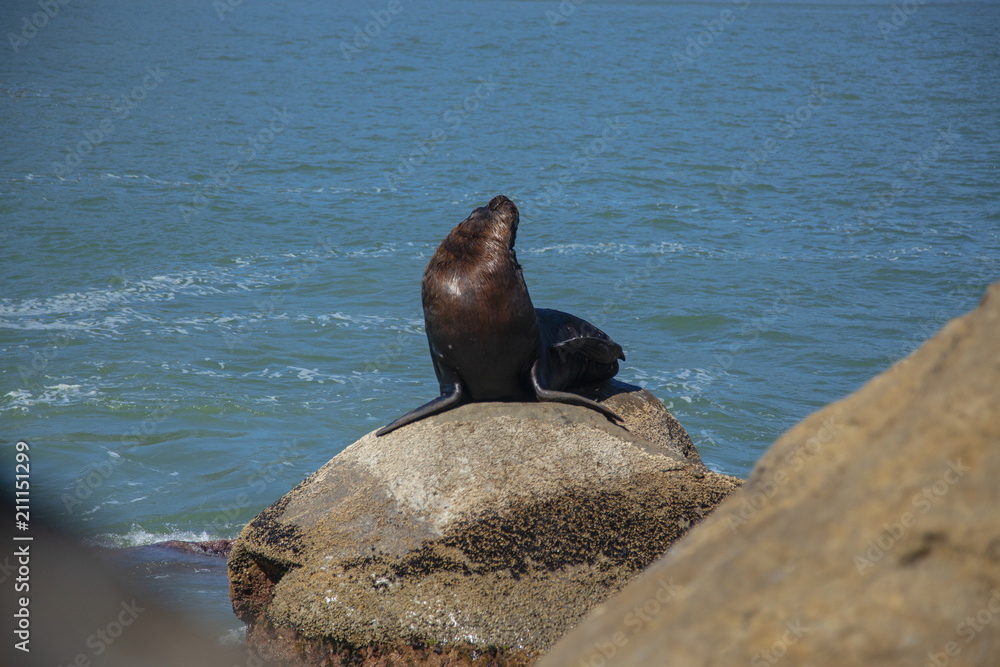 Fototapeta premium seal