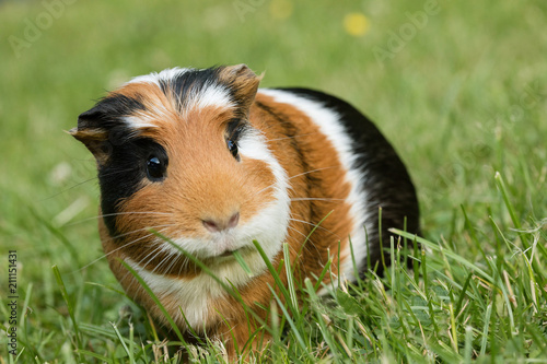 Foto Guinea pig (Cavia porcellus)