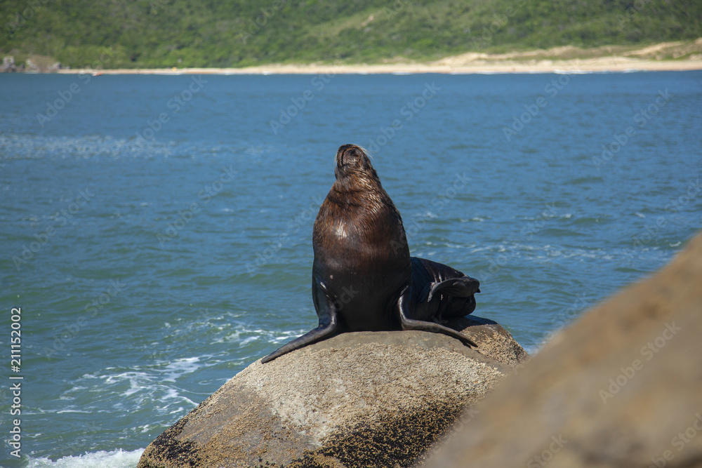 Fototapeta premium seal