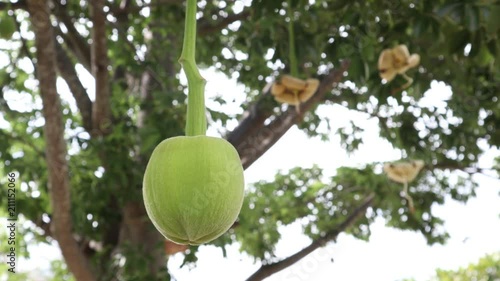 African baobab fruit or Monkey bread
