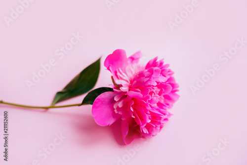 Beautiful magenta peony flower on the pink background. Closeup, flatlay style.