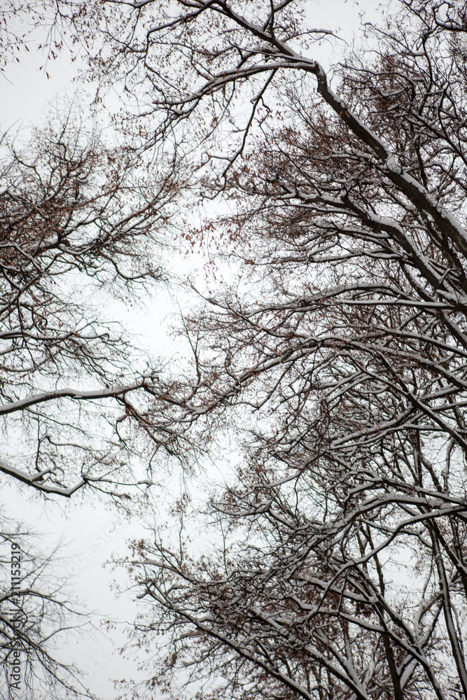 winter, winter city, winter in the park, snow, frost, cold, snowstorm winter, winter city, winter in the park, snow, frost, cold, snowstorm