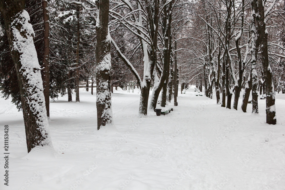 Fototapeta premium winter, winter city, winter in the park, snow, frost, cold, snowstorm