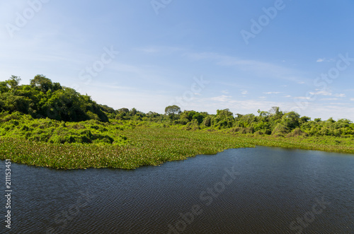 Fototapeta Naklejka Na Ścianę i Meble -  Beautiful image of the Brazilian wetland, region rich in fauna and flora.