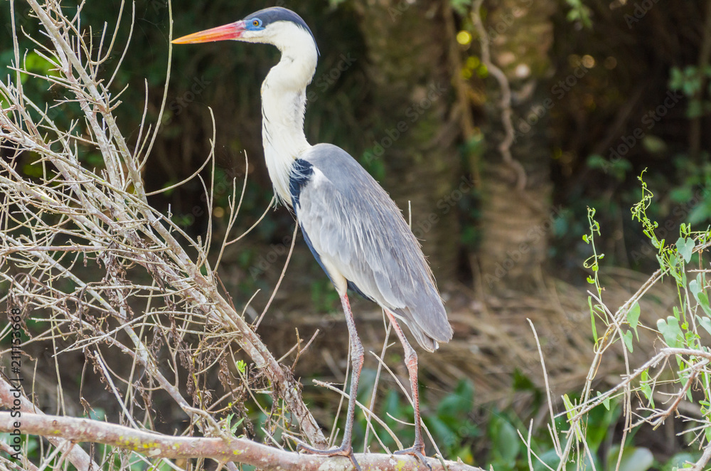 Fototapeta premium Beautiful white heron in the Brazilian Pantanal
