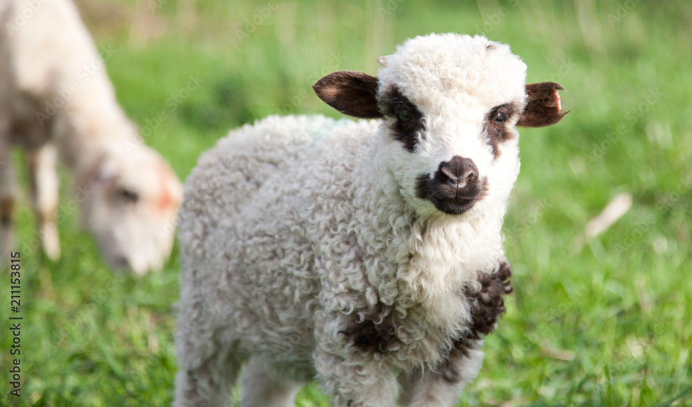 Fototapeta premium portrait of cute little lamb grazing in green spring meadow