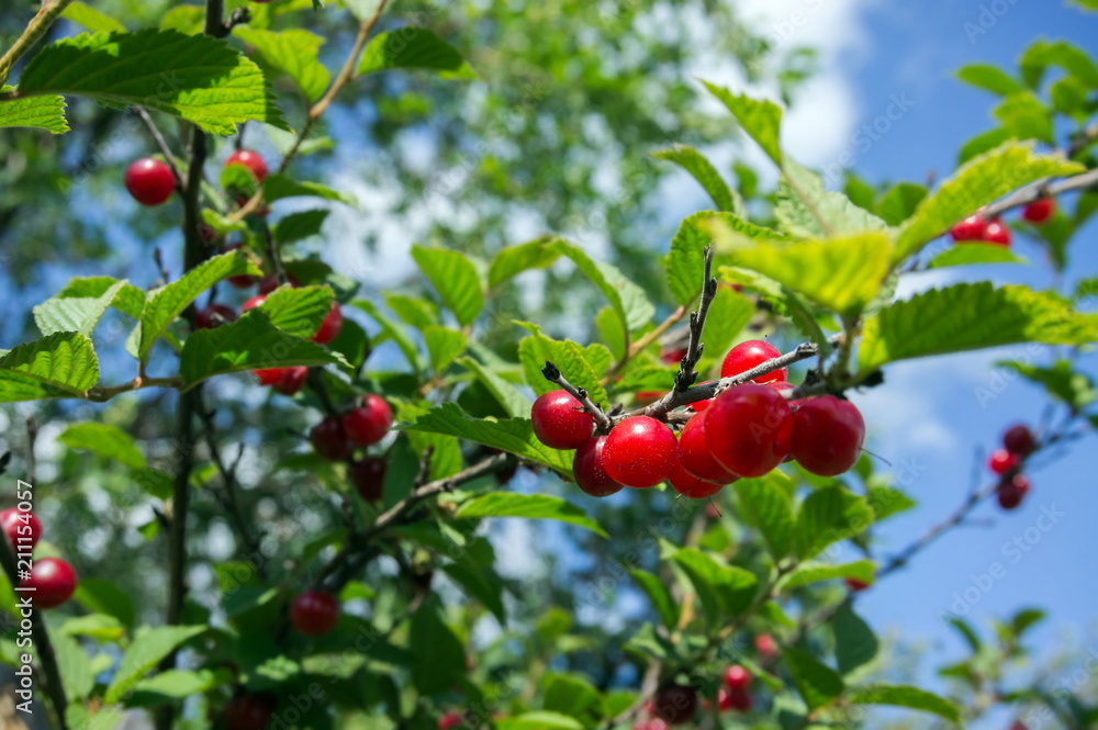 Ripe red Siberian cherries hanging on a branch against the sky.