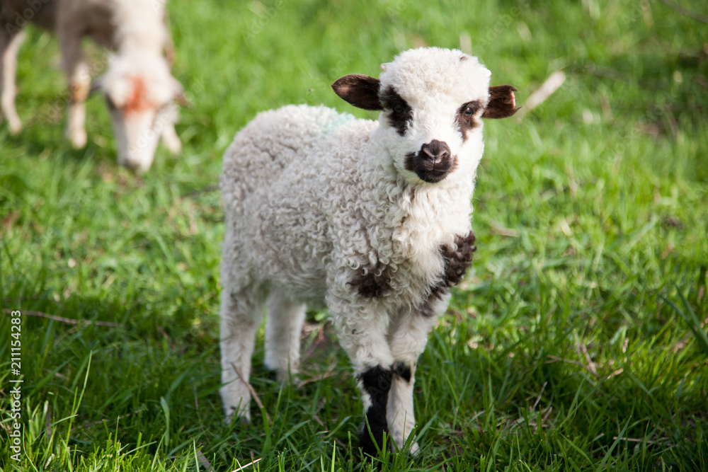 portrait of cute little lamb grazing in green spring meadow portrait of cute little lamb grazing in green spring meadow