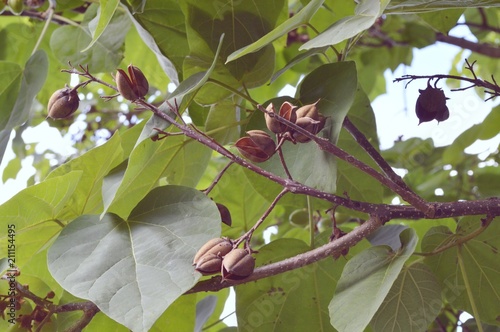 green fruits and brown fruits from the previous year on tree paulownia tomentosa photo