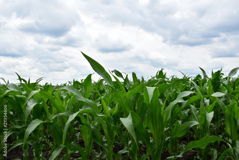 field of green corn and clouds field of green corn and clouds