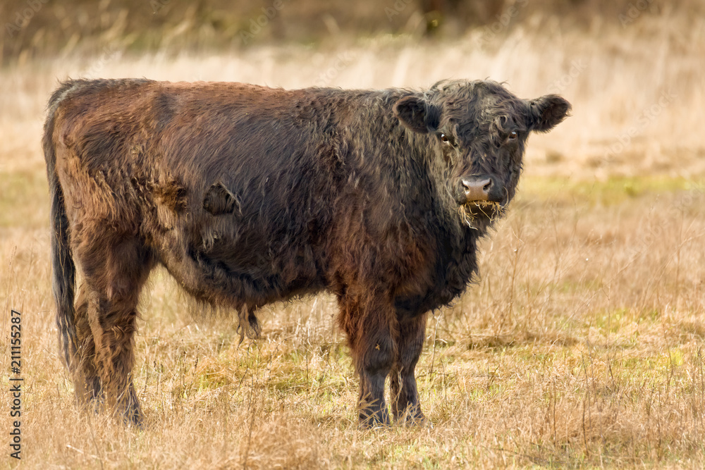 In the nature park cattle, of very robust cattle breeds, have been settled. They ensure that the vegetation is kept short - Hobrechtsfelde Forest, Hobrechtsfelde (near Berlin), Germany