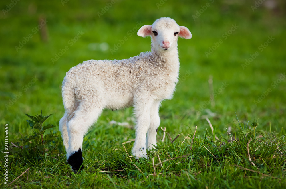 portrait of cute little lamb grazing in green spring meadow portrait of cute little lamb grazing in green spring meadow