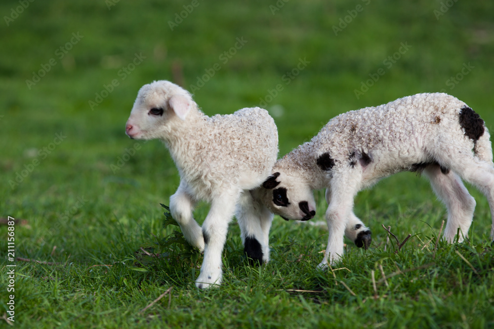 cute little lambs playing in green spring meadow cute little lambs playing in green spring meadow