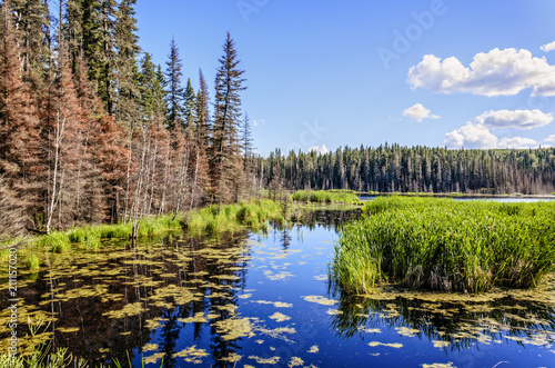 Lake with green grass, coniferous trees, reflection in the water