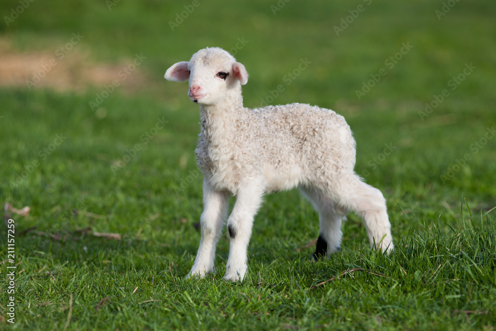 portrait of cute little lamb grazing in green spring meadow portrait of cute little lamb grazing in green spring meadow