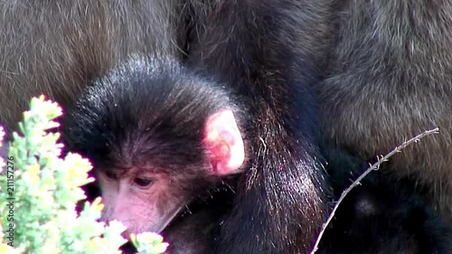 Parents Picking Fleas from Baby Baboons' Hair