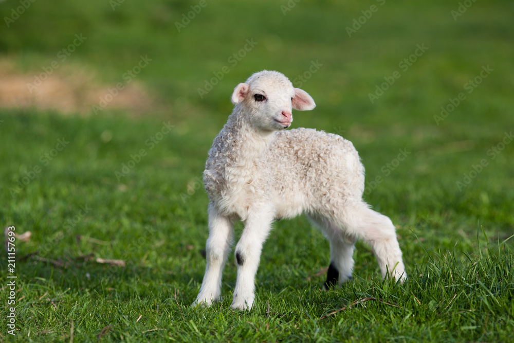 portrait of cute little lamb grazing in green spring meadow portrait of cute little lamb grazing in green spring meadow