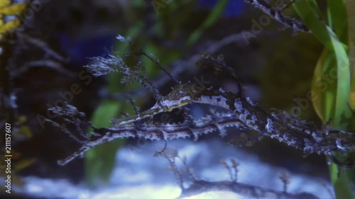 Close up view of a pair of Ribbon Dragons (Haliichthys taeniophorus) photo