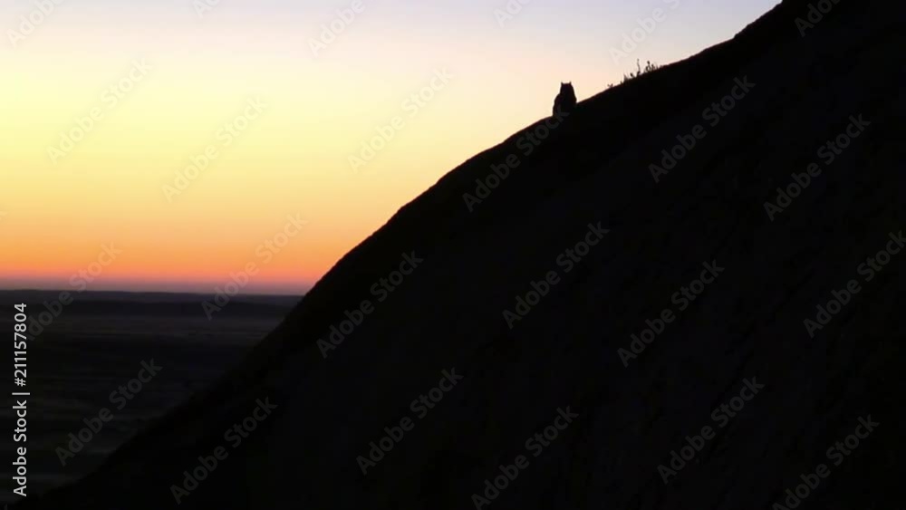 Wide Angle: Owl Turns Head, Namibia, Africa Wide Angle: Owl Turns Head, Namibia, Africa