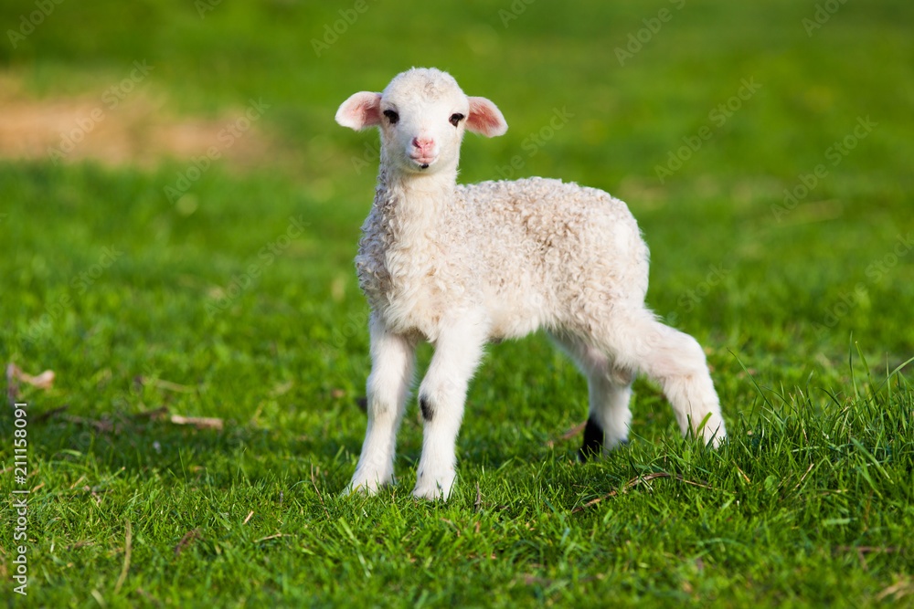 portrait of cute little lamb grazing in green spring meadow portrait of cute little lamb grazing in green spring meadow