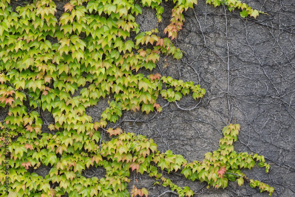 Ivy covered wall Ivy covered wall