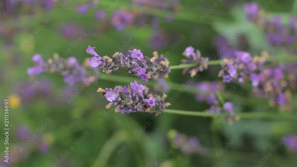 Lavender. Blooming Violet fragrant lavender flowers on a field in rain drops, waterdrops, close up. Lavender. Blooming Violet fragrant lavender flowers on a field in rain drops, waterdrops, close up.