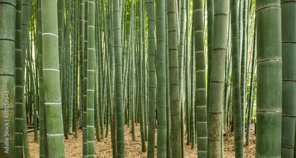 Obraz premium Bamboo forest, Japan