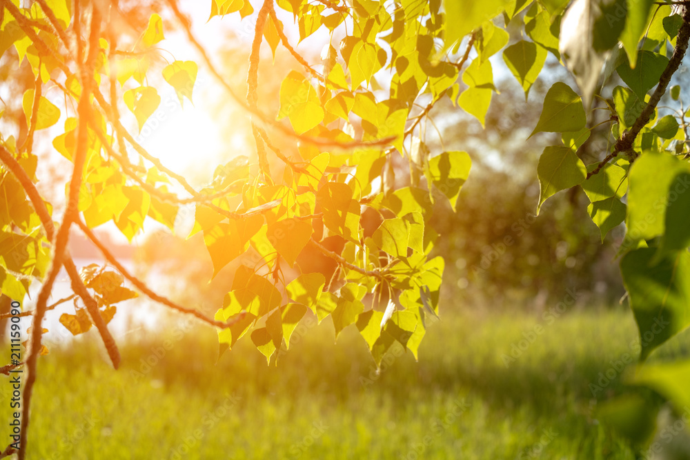 Obraz premium Birch spring young leaves in the sun rays against summer meadow