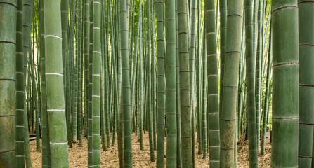 Keuken achterwand Bamboe Japans bamboebos in groene rust  © forcdan