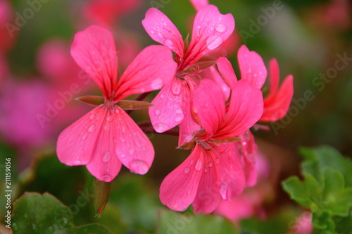 Pinke Blüten bei Regen