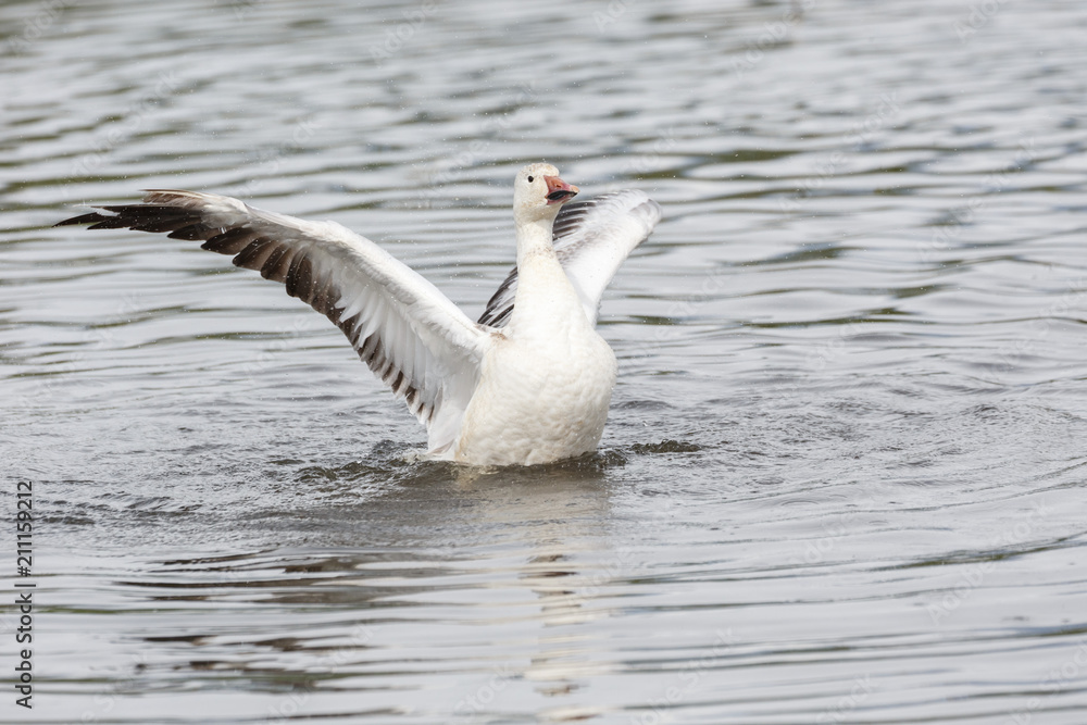 white snow goose white snow goose