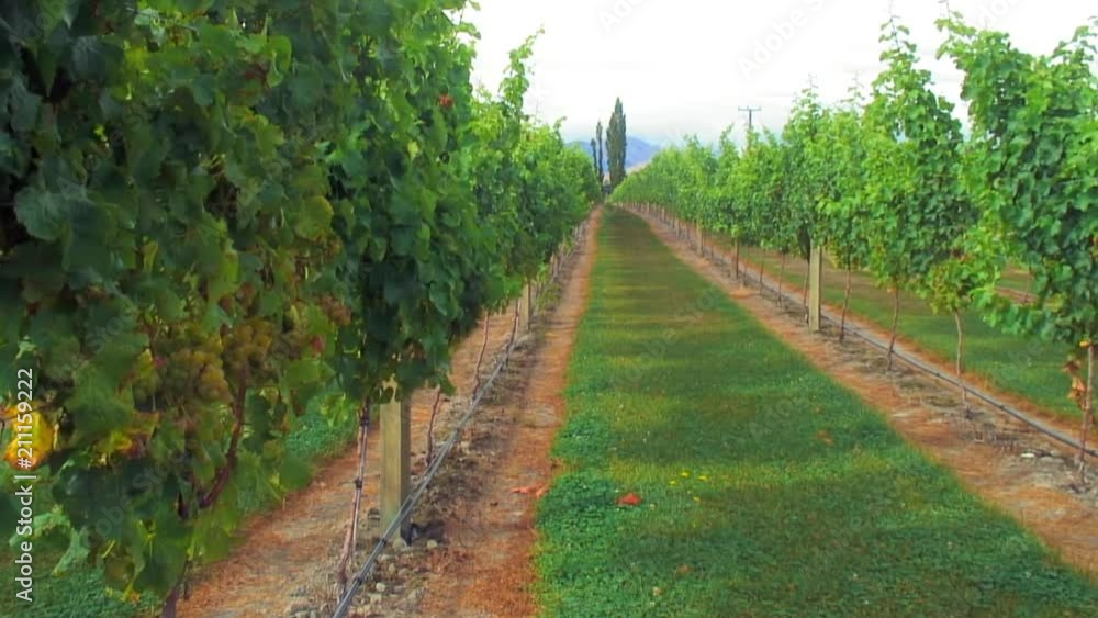 Picturesque Lush Vineyard in Renwick, NZ Picturesque Lush Vineyard in Renwick, NZ