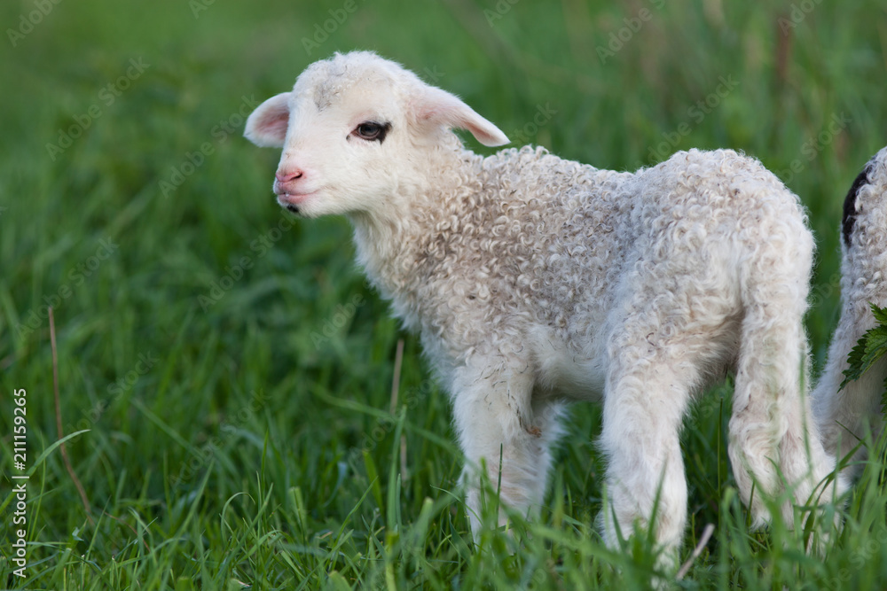 Obraz premium portrait of cute little lamb grazing in green spring meadow